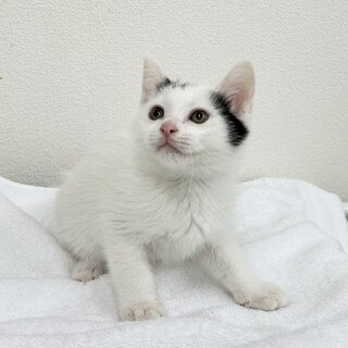 1.5ヶ月⭐︎白黒可愛いブチ模様⭐︎ウィルくん♂