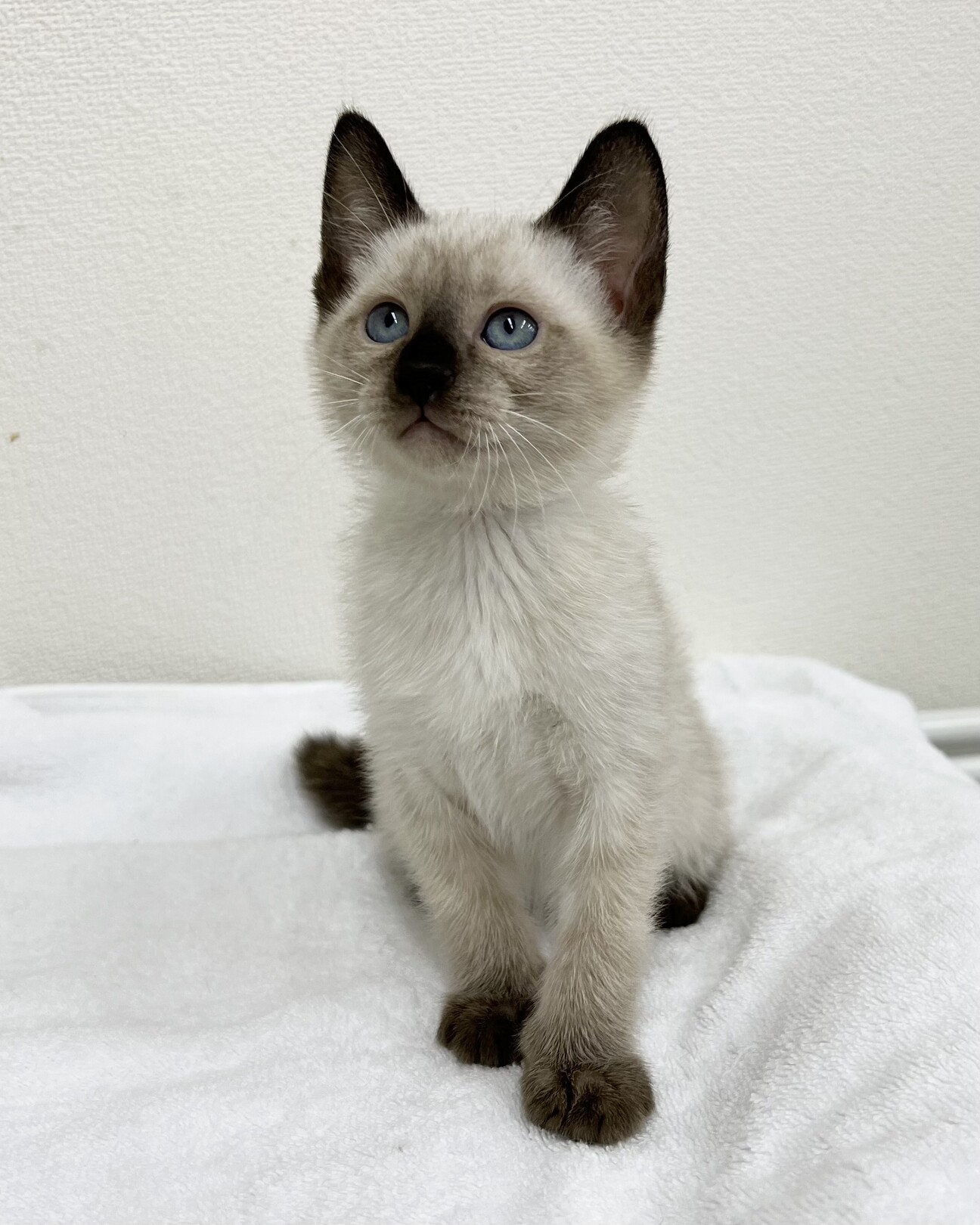 1.5ヶ月⭐︎シャムミッ」東京都 - 猫の里親募集(458272) 1枚目の