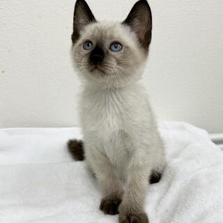 1.5ヶ月⭐︎シャムミックス⭐︎ヤンチャなジャック