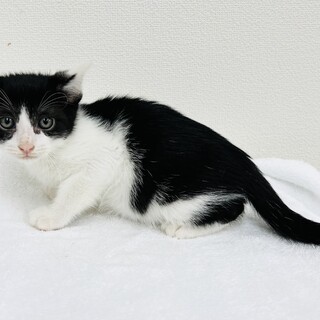 1.5か月⭐︎白黒ハチワレ⭐︎白い耳が可愛いレオ