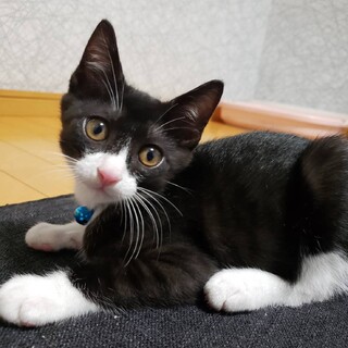 イケニャン★ビス君