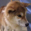 ★引き出し★とても懐っこく甘えん坊の男の子。