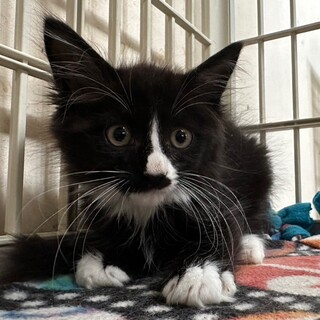 8/6さいたま市岩槻参加　トム君