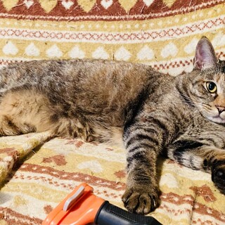 食いしん坊のおかかちゃん