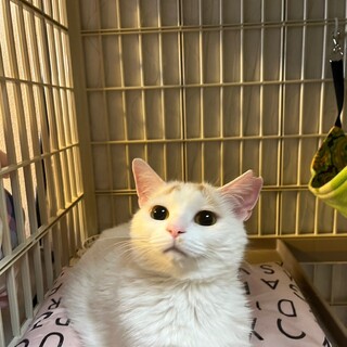 眉毛模様がかわいすぎる☆マロちゃん