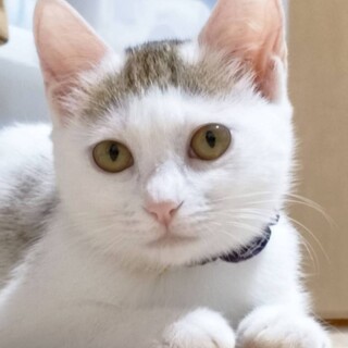 まん丸で黄色お目々♡キッキちゃん