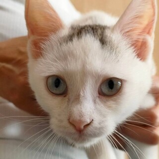 透き通った淡いブルーのお目々♡ブルーちゃん