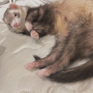 里親様が決まりました！ありがとうございました！