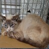 シャム系の子猫で生後４〜５ヶ月です。性別不明。不妊手術予定です。目がきれいなブルーです。