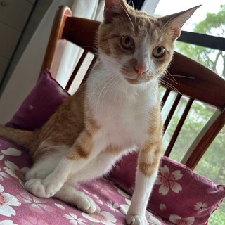 7/9さいたま市譲渡会　レイ君