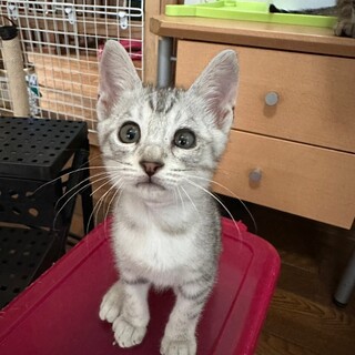 7/23さいたま市譲渡会参加　サリーちゃん