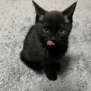 6/18荒川区譲渡会参加　ラナンちゃん