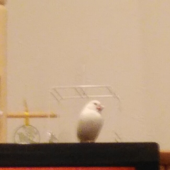 こたぶんのカバー写真