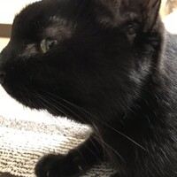 ジジ