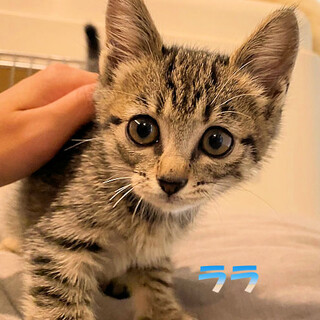 譲渡決定！＜ララ＞人が大好きな肩乗りキジ