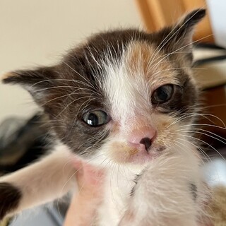 少し長毛三毛♀子猫1か月