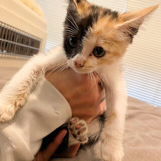 ＜レイ＞綺麗な三毛柄のおとなしい女の子