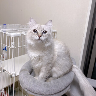 サイベリアン２匹