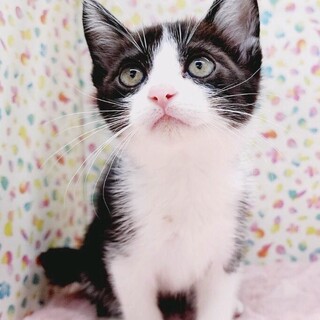 【6/18東日本橋】おぼんくん♡2ヶ月