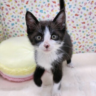 【6/18東日本橋】ハナグロッテちゃん♥️2ヶ月