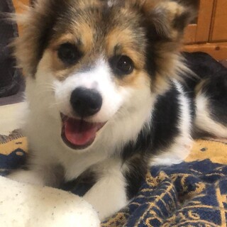 お見合い予定のため一時募集停止！