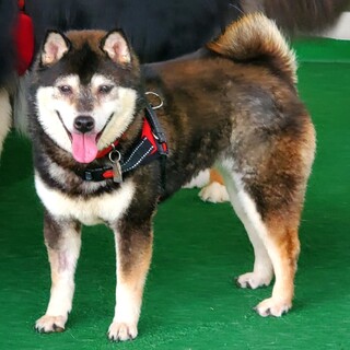 いつも笑顔の花丸性格【やわらちゃん】10歳