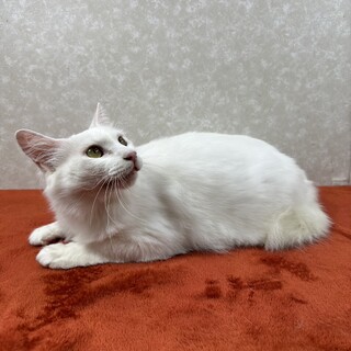 白猫を飼うと幸運も一緒に連れて来る❗️招き猫❤百福