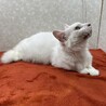 白猫を飼うと幸運も一緒に連れて来る❗️招き猫❤百福 サムネイル2