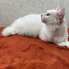 白猫を飼うと幸運も一緒に連れて来る❗️招き猫❤百福 サムネイル3
