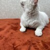 白猫を飼うと幸運も一緒に連れて来る❗️招き猫❤百福 サムネイル4