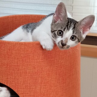 ありがとうございました:生後2ヶ月キジ白♀