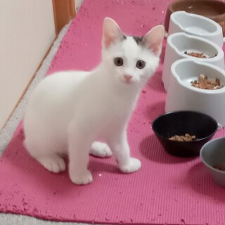 ありがとうございました 生後2ヶ月白多め♂