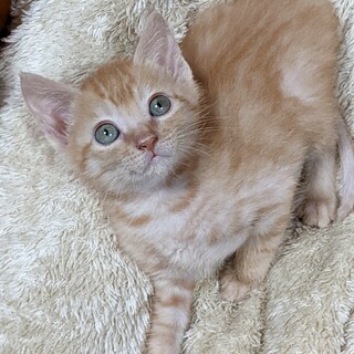 ナッツくん　交渉中です