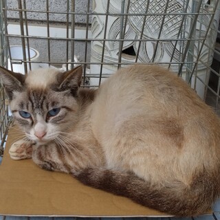 ブルーの瞳が魅力的なシャムミックス