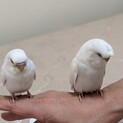 セキセイインコ雛2羽里親募集