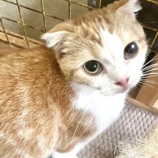 C22-W1154  大人しくてかわいい子♪