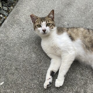 生地白猫ちゃん　里親募集⭐︎