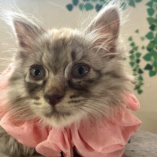 保健所レスキュー♂長毛、イケメン、甘えん坊のレオ君