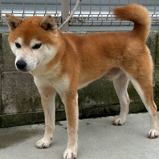 良血統のイケメン柴犬