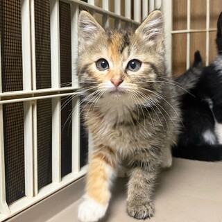 甘えん坊なおっとりメルル