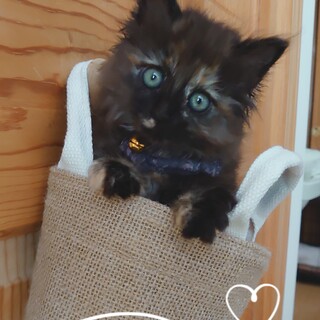 ❤️ふわモコ可愛いすぎるサビ子猫♥　