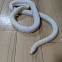 カリフォルニアキングスネーク アルビノアベラント