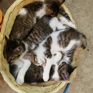 生後約２ヶ月のオスx2 メスx2　元気いっぱいです