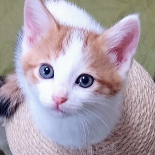 末娘三毛っ子「さつき」