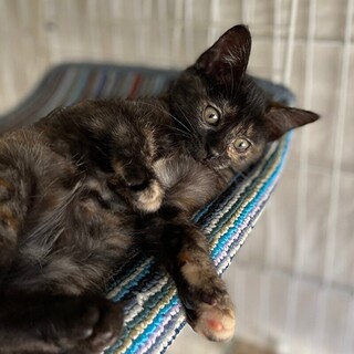 8/20荒川区西尾久譲渡会参加　月珠(つきみ）