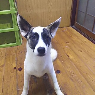 保護犬！里親様緊急募集！！