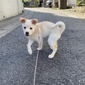 ミックス犬生後5ヶ月男の子里親さん募集中