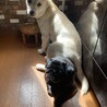 ミックス犬生後5ヶ月男の子里親さん募集中 サムネイル5