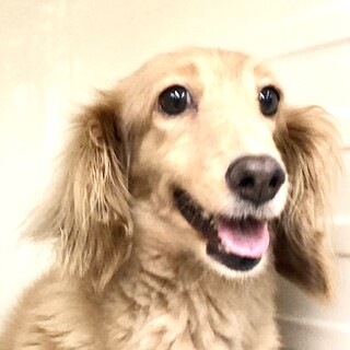 ダックスの女の子