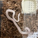 コーンスネーク♂あげます！